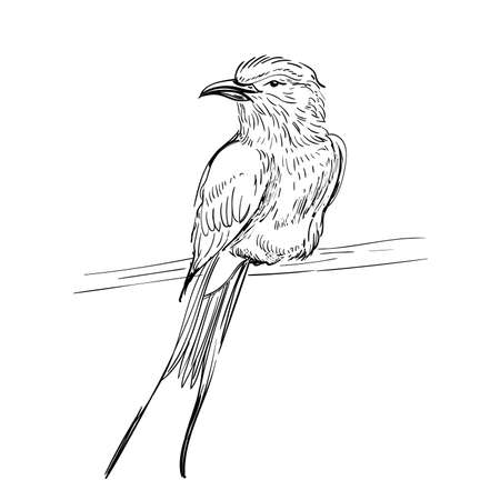 vector illustration. Sketch birds. Ink drafts bird. Engraving birs. Black and white. Isolated on white background. Small pipit.のイラスト素材