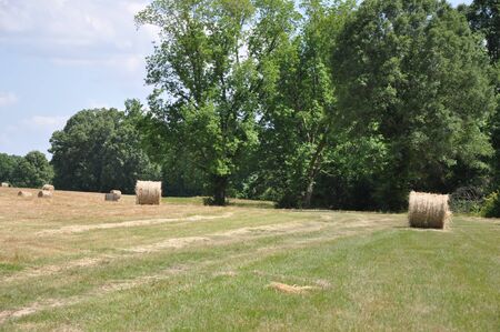 Round Hay Bales in Field