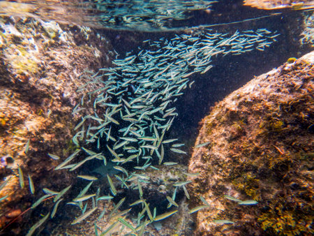 Colorful schools of fish and coral in Bahamian water.