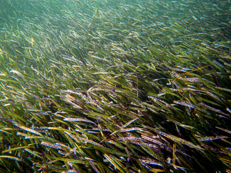Colorful schools of fish and coral in Bahamian water.の写真素材