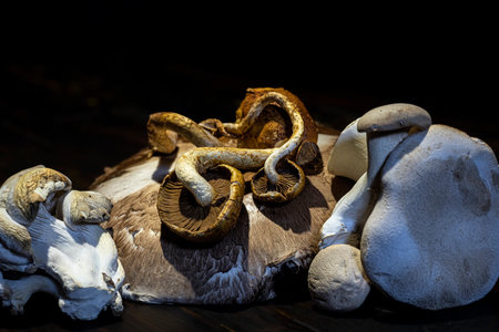 Mixed mushroom medley on black background.