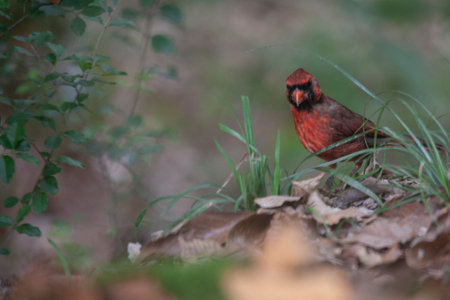 Bright red male cardinal in the wild.