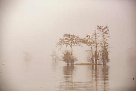 Foggy and misty morning in the Atchafalaya Swamp with cypress tree silhouettes.の写真素材