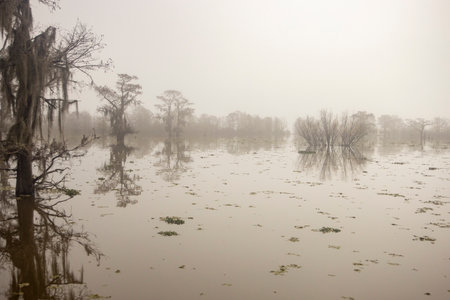 Foggy and misty morning in the Atchafalaya Swamp with cypress tree silhouettes.の写真素材