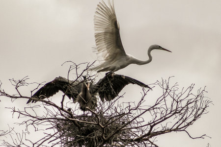 Great blue heron in Louisiana swamp.