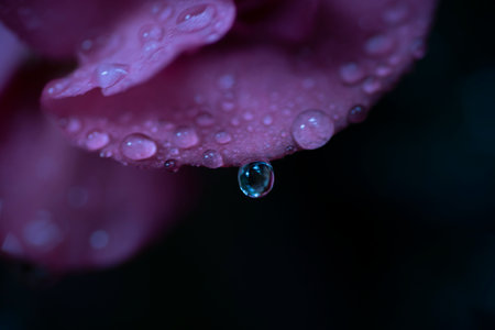 Pink rose with dewdrops from the rain.