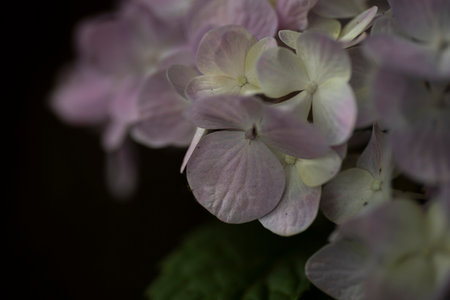 Geranium blooms in pink and yellow.