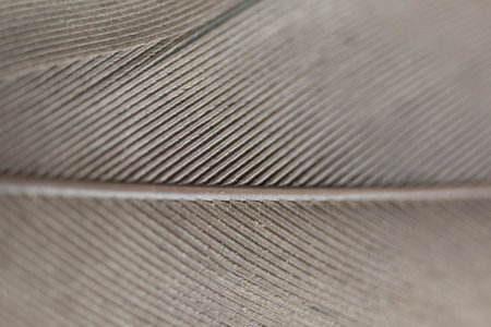 Macro of a feather pattern.