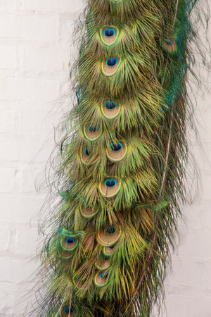 Beautiful male peacock in breeding plumage.の写真素材