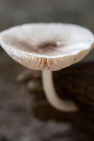 Macro of single mushroom in the forest.