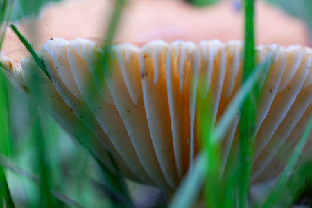 Macro of single mushroom in the forest.の写真素材