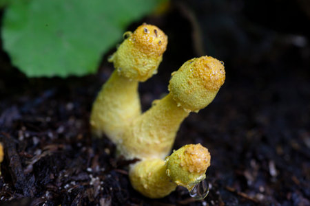 Stand of wild yellow mushrooms.