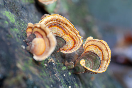 Wild mushroom cluster growing in the forest.
