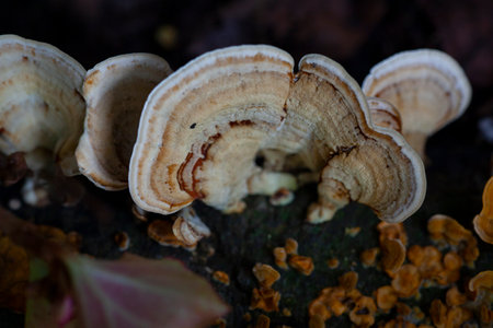 Wild mushroom cluster growing in the forest.