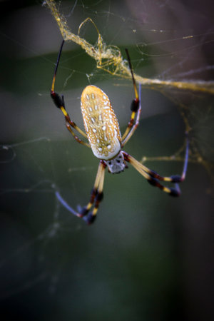 Large female golden silk orb spider and her web.の写真素材