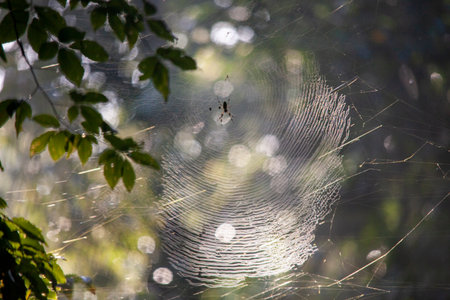 Large female golden silk orb spider and her web.の写真素材