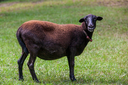 Adult pregnant female sheep ewe.の写真素材