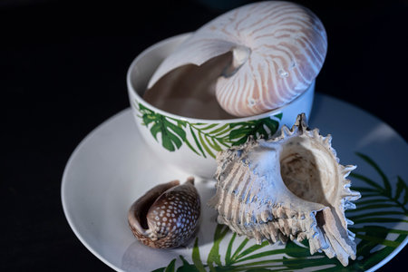 Conch, nautilus and cowrie with plant plate.の写真素材