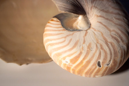 Macro of a nautilus seashell, nautilus pompillius.の写真素材