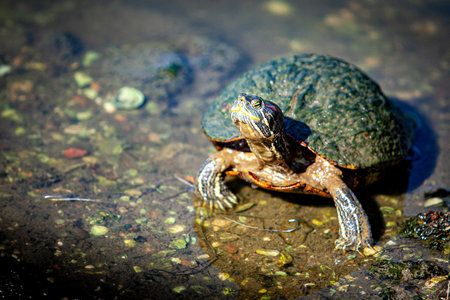 Red ear and yellow belly slider turtles.