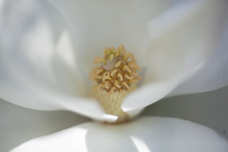 Macro of southern magnolia bloom.の写真素材