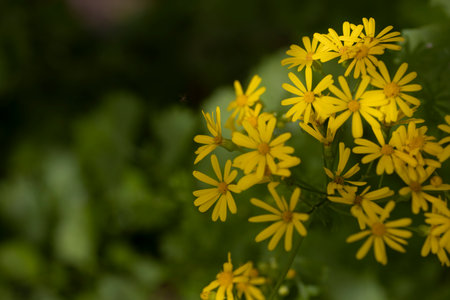 Macro of yellow wildflower plants.の写真素材