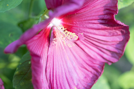 Macro of a beautiful pink hibiscus bloom.の写真素材