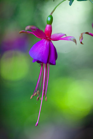 Macro of a beautiful flower bloom.の写真素材