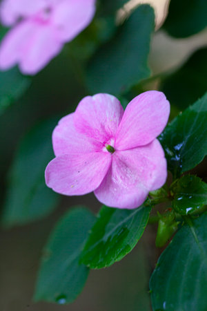 Macro of a beautiful flower bloom.