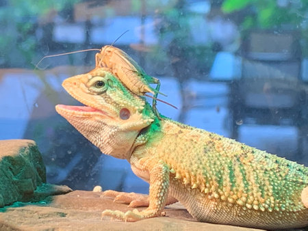 Portrait of a young bearded dragon.の写真素材