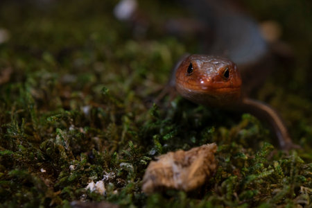 Adult male broad-head skink portrait.