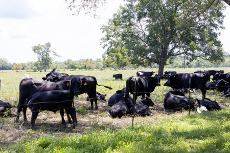 Herd of black angus cattle.の写真素材