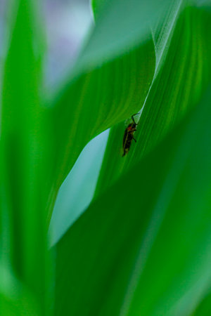 Macro of a bug on a leaf.