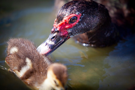 Adorable baby ducks in water.の写真素材