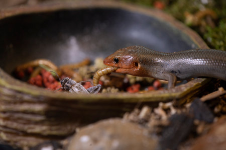 Adult male broad-head skink portrait.の写真素材