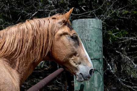Beautiful chestnut horse portrait at gate.の写真素材