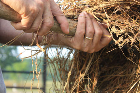 Farmer s hands lifting hay on a farm