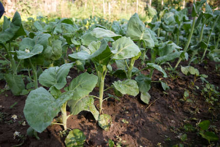 Chinese kale growth in local are of Thailandの写真素材