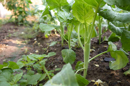 Chinese kale growth in local are of Thailand