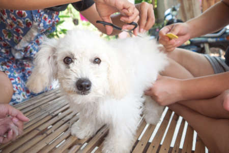 Local spa for dog by teenager in Thailandの写真素材