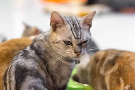 Cool faced cat don't want to eat food with other