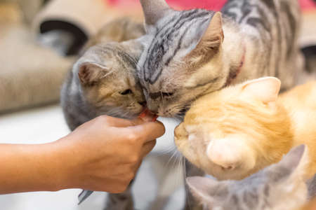Cats love licking cat's snackの写真素材