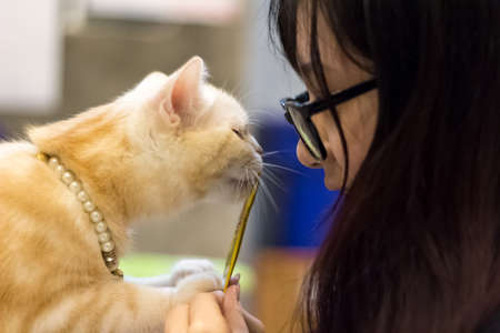 Asian girl with glasses playing with catの写真素材
