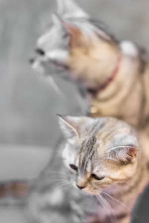 Two cat portraitの写真素材