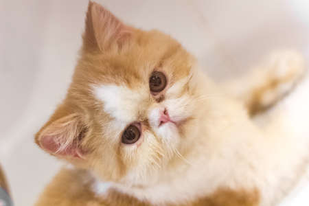 A cat looking for somethingの写真素材