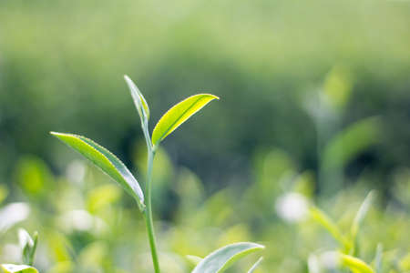 Green tea leafの写真素材
