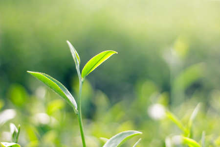 Green tea leafの写真素材