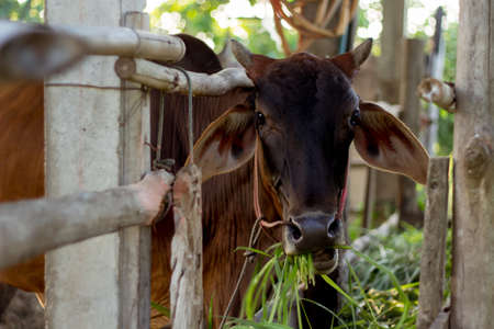 Brown cow eating grassの写真素材