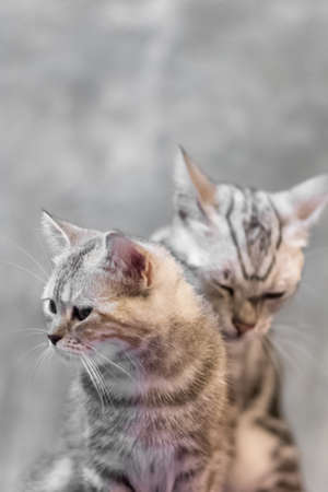 Two cat portraitの写真素材