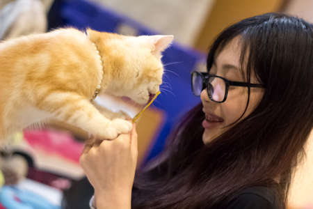 Asian girl with glasses playing with catの写真素材